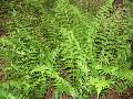 Dixie Wood Fern / Dryopteris x australis